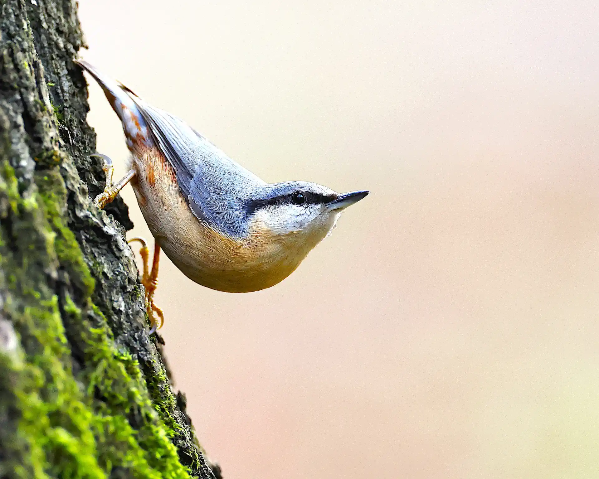Species of Birds In Wales: UK Birdwatchers Holiday Paradise